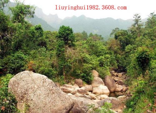 廣西王崗山圖片