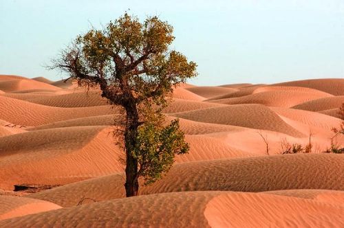 新疆塔克拉瑪乾沙漠圖片