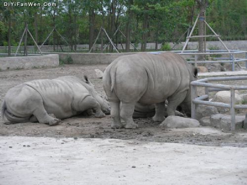 上海野生動物園圖片