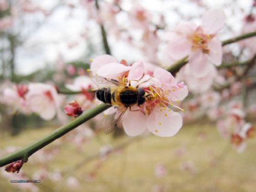 桃花源風景圖片
