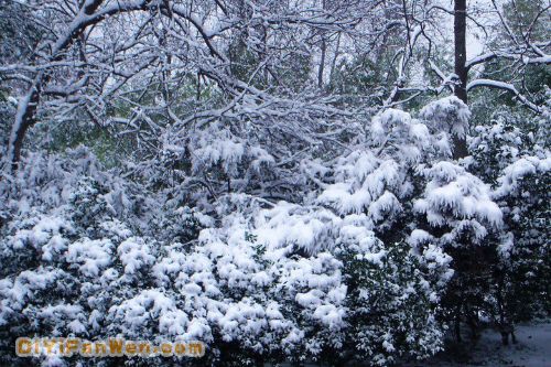 南京連日雪紛紛圖片