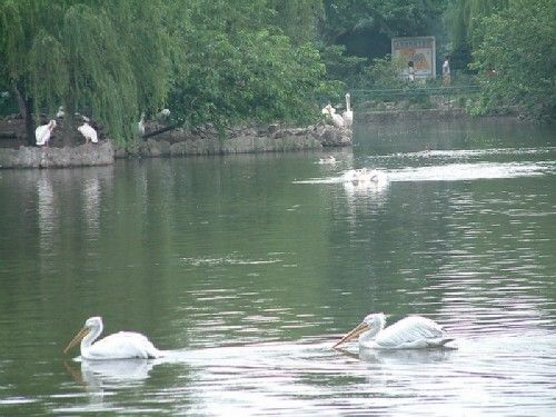 上海動物園圖片