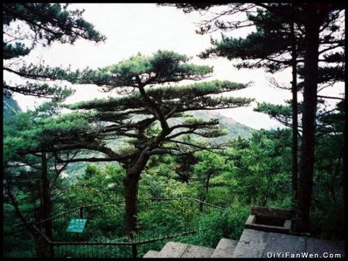 黃山十松圖片