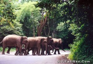 野象谷圖片
