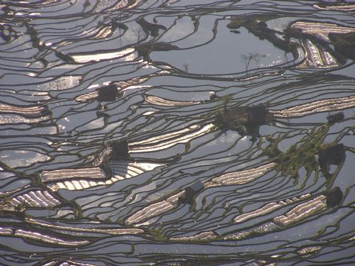 雲南元陽梯田圖片
