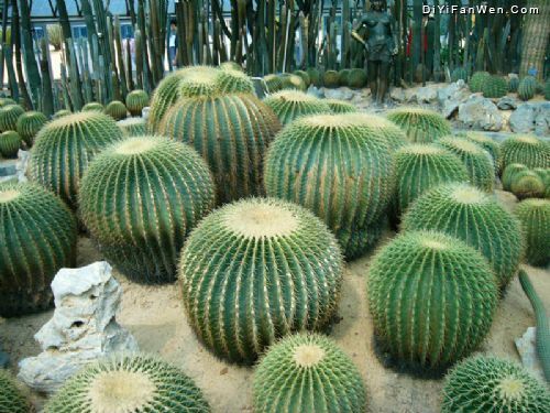 仙湖植物園圖片