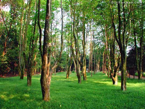 良鳳江國家森林公園圖片