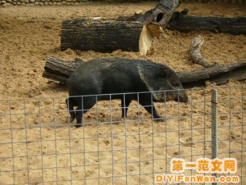莫斯科動物園圖片