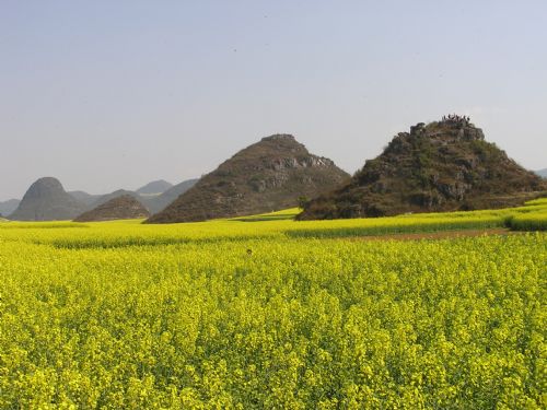 雲南羅平油菜花圖片