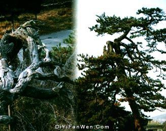 龍鳳松圖片