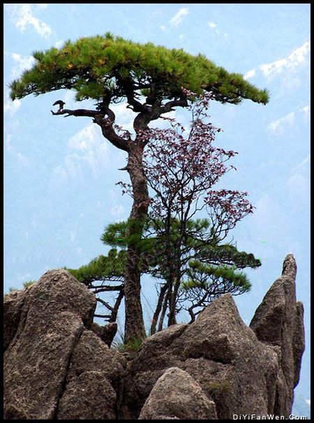 黃山十松圖片