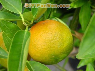 吃水果也須講究方法