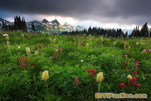美國雷尼爾山國家公園圖片