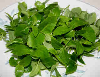 春天了 多吃點野菜好！(組圖)
