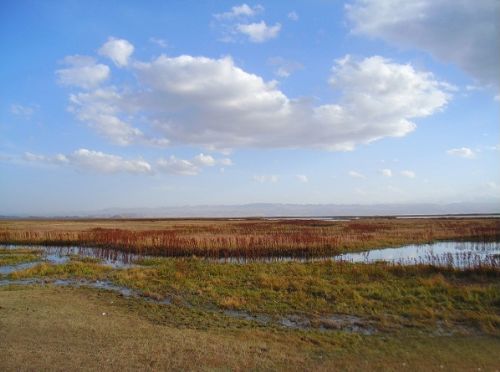 巴音布魯克草原之天鵝湖圖片