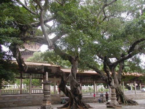 福建開元寺圖片