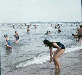 迎客松圖片