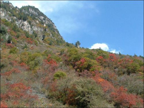 四川阿壩畢棚溝圖片