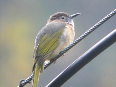 福州國家森林公園圖片