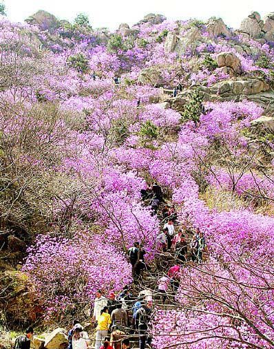 大珠山圖片