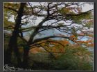 紅楓古道