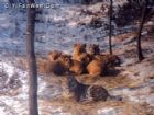冰川動物樂園