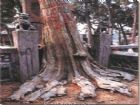 白園