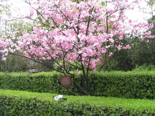 柳侯公園圖片