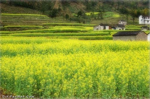 安徽石潭油菜花海圖片