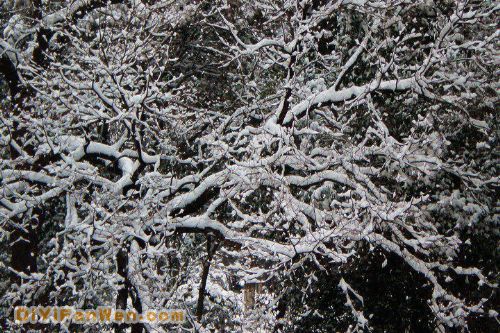 南京連日雪紛紛圖片