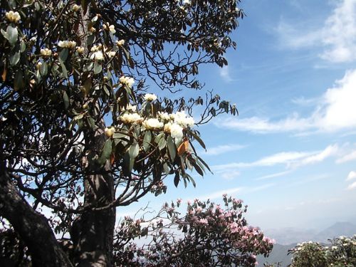四川龍肘山圖片
