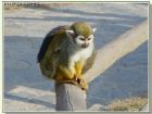 上海野生動物園
