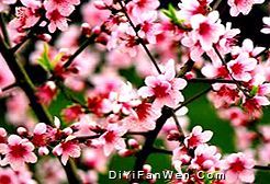 桃花島圖片