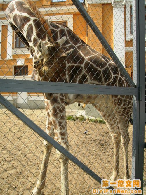 莫斯科動物園圖片