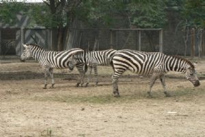 北京動物園組圖（4）圖片