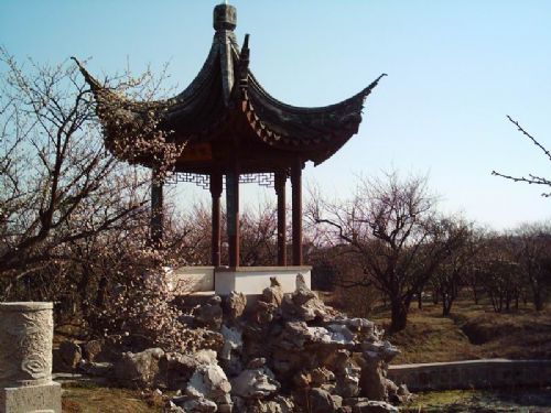 洞庭西山梅園圖片