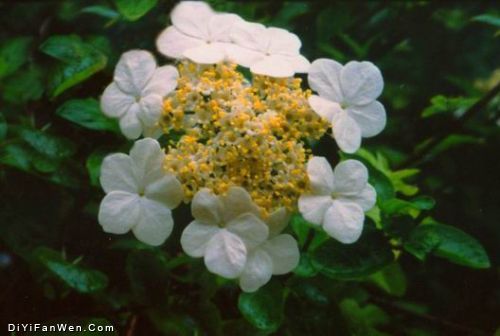 瓊花觀圖片