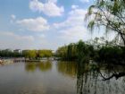 濟南百脈泉小景