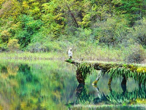 四川九寨溝五花海圖片