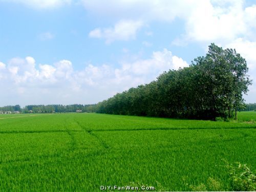 大豐鬥龍莊園圖片