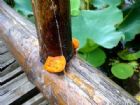 洪湖藍田生態園