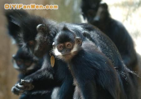 野鍾黑葉猴自然保護區圖片