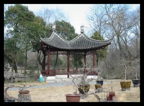 江蘇盆景園圖片