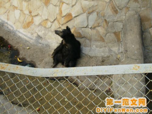 莫斯科動物園圖片