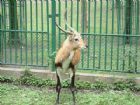 上海動物園