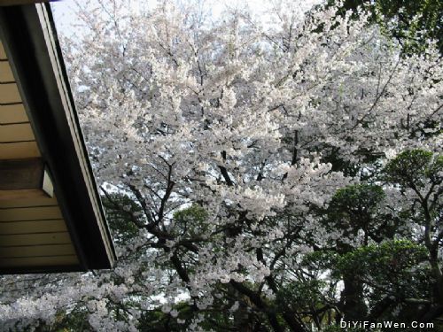 上野公園のお花見圖片
