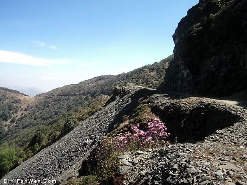 四川龍肘山圖片