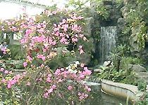 上海植物園圖片
