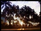海南椰子大觀園