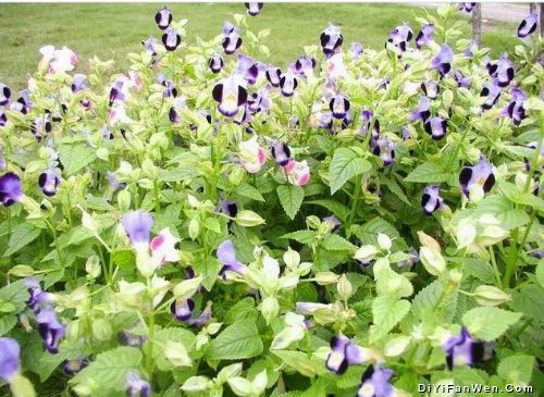 興隆熱帶植物園圖片